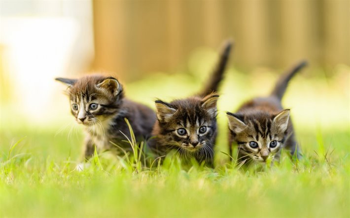 صغيرة رمادية القطط رقيق, الأمريكية قصيرة الشعر القطط, العشب الأخضر, الحيوانات الأليفة, القطط, ثلاثة القطط