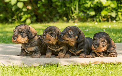 Dachshund, family, pets, dogs, puppies, friendship, brown dachshund, friends, bokeh, cute animals, Dachshund Dog