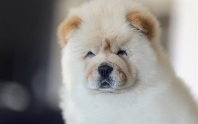 chow chow, cute dog, pets, cute animals, dogs, beige chow chow