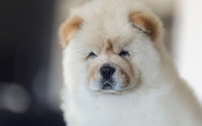 chow chow, lindo perro, mascotas, animales divertidos, perros, beige chow chow