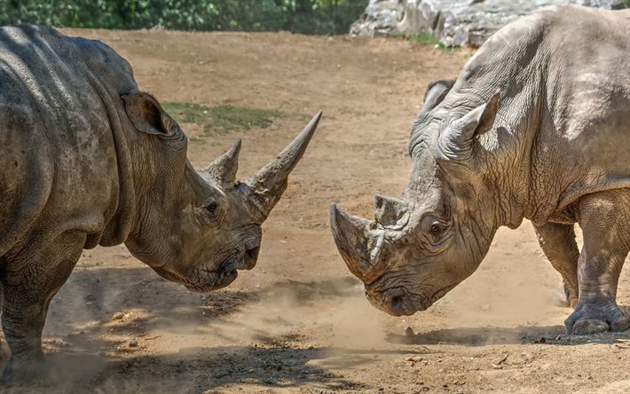 rinoceronti, natura, animali selvatici, battaglia di rinoceronti, Africa, rhino