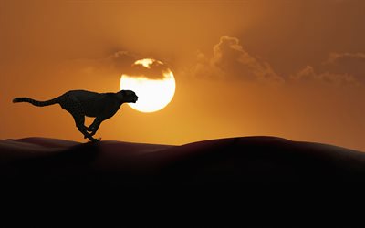 running cheetah, 4k, sunset, desert, artwork, wildlife, silhouette of cheetah, predators, cheetah
