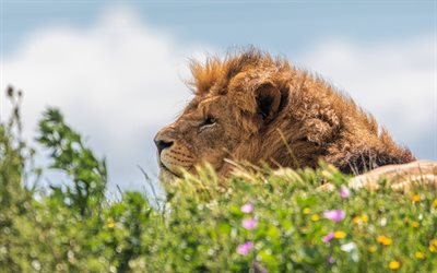 lion, prédateur, faune, lion dans l'herbe, animaux dangereux, lions