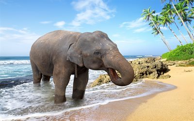 elefantti, kes&#228;ll&#228;, ranta, Thaimaa, ocean