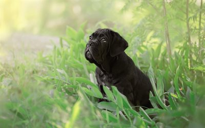 Cane Corso, noir chiot, petit chien, le chien dans l&#39;herbe, chiots mignons