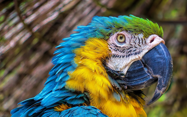 macaw, parrot, beautiful bird, blue-yellow macaw
