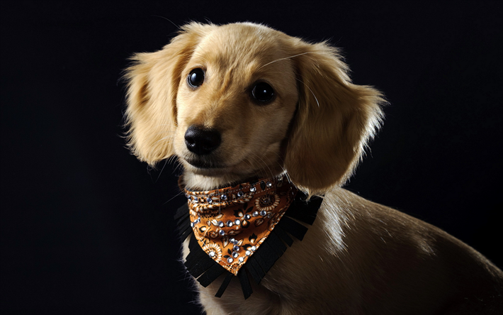 pequeno dachshund, bonito brown cachorro, olhos grandes, animais de estima&#231;&#227;o, cachorros, dachshunds