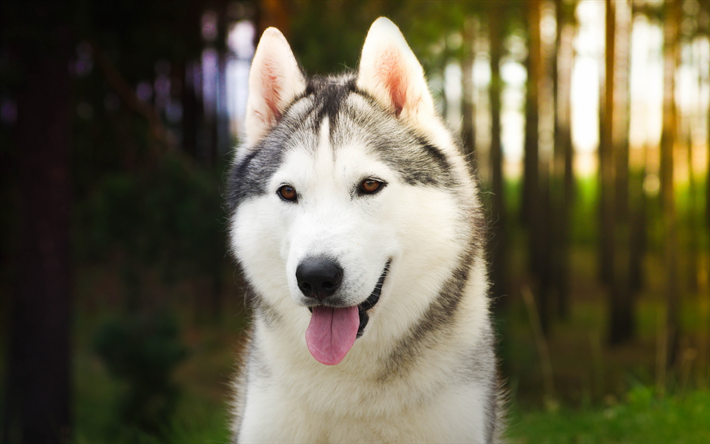 ダウンロード画像 ハスキー 森林 ペット 子犬 近 かわいい動物たち ボケ シベリアンハスキー 小さなハスキー かわいい犬 犬 シベリアンハスキー犬 フリー のピクチャを無料デスクトップの壁紙