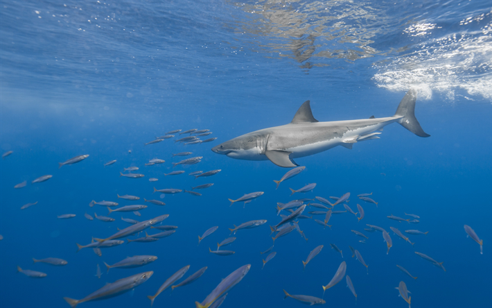 white shark, flock of fish, predator, underwater world, sharks, wildlife, ocean