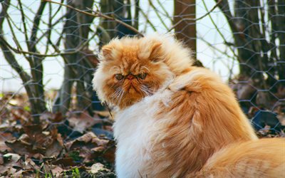 Persian cat, angry cat, fluffy ginger cat, pets, cats, autumn, yellow dry leaves