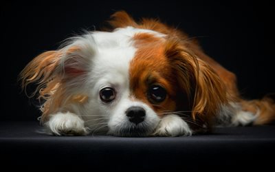 Continental toy spaniel, Papillon, cute little puppy, big eyes, pets, dogs, puppies, brown white dog