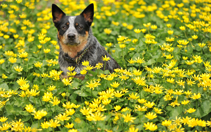 Australian cattle Dog, la pelouse, le Heeler Bleu, les fleurs, les chiens, Australien, Bouvier Chien, animaux de compagnie Australienne Heeler, Queensland Heeler