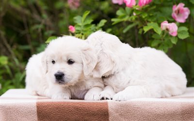 white small labradors, white puppies, cute animals, pets, dogs, retrievers
