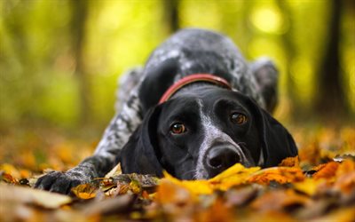 German Shorthaired Pointer, autumn, pets, dogs, close-up, cute animals, German Shorthaired Pointer Dog