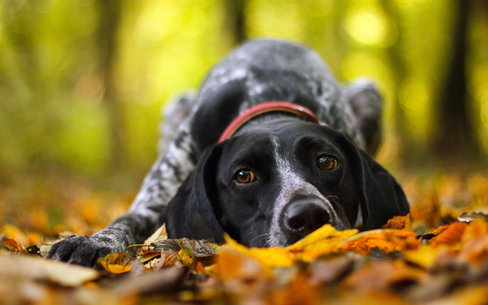 Shorthaired الألماني, الخريف, الحيوانات الأليفة, الكلاب, قرب, الحيوانات لطيف, Shorthaired الألماني الكلب