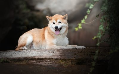 Shiba Inu, bosque, animales dom&#233;sticos, animales divertidos, perros, Perro Shiba Inu