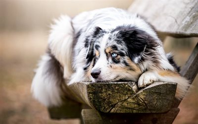 الاسترالي كلب الراعي, الكلب على مقاعد البدلاء, الحيوانات لطيف, العيون الزرقاء, الخريف, الكلاب, الاسترالي