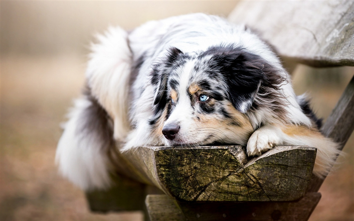 Australian Shepherd Dog, dog on the bench, cute animals, blue eyes, autumn, dogs, Aussie