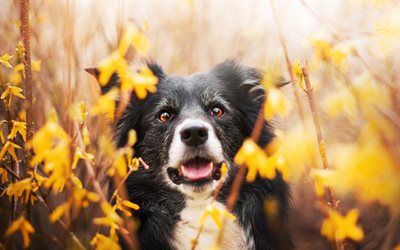 Border Collie, autumn, cute animals, bokeh, black border collie, dogs, pets, Border Collie Dog
