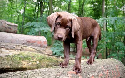 Labrador retriever, small brown puppy, pets, dogs, cute animals, forest, small dog, dark chocolate labrador