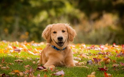 Golden Retriever, puppy, autumn, labrador, dogs, lawn, pets, cute dogs, Golden Retriever Dog