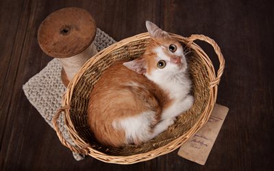 ginger small cat, Pets, cat in the basket, kittens, cute animals, cats
