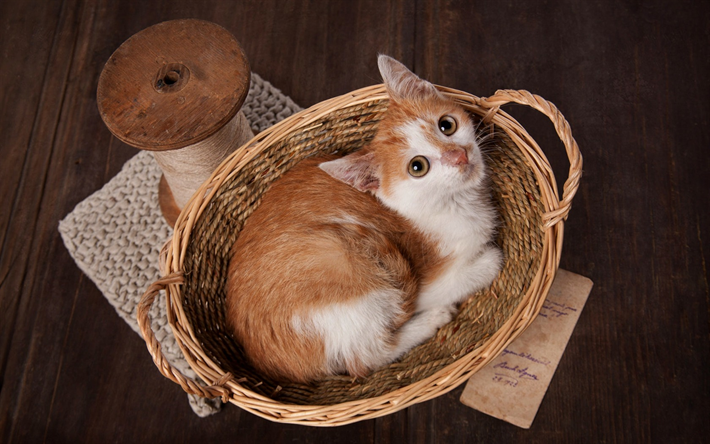 gengibre pequeno gato, Animais de estima&#231;&#227;o, gato na cesta, gatinhos, animais fofos, gatos