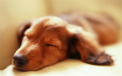 Dachshund, sleeping dog, pets, dogs, puppy, brown dachshund, cute animals, Dachshund Dog