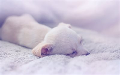small white sleeping puppy, small dogs, cute animals, pets, dogs, chihuahua, puppies