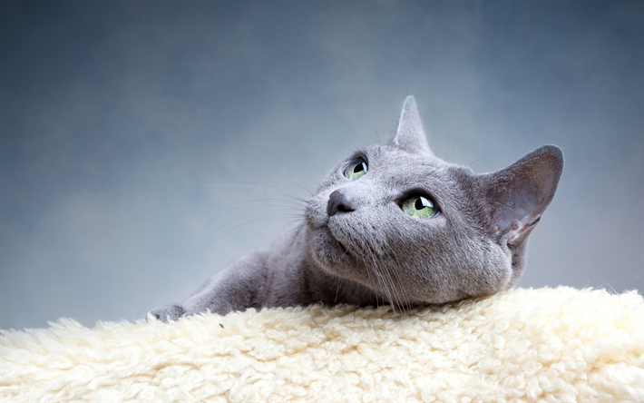 ロシアの青, アークエンジェル青, かわいい灰色猫, 緑色の瞳を, ペット, 猫, アークエンジェル猫