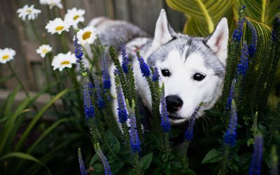 Siberian Husky, a small white gray dog, black eyes, cute animals, dogs, lavender