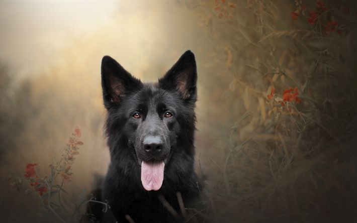 negro perro pastor alem&#225;n, campo, oto&#241;o, mascotas, perro negro, retrato, animales divertidos, perros