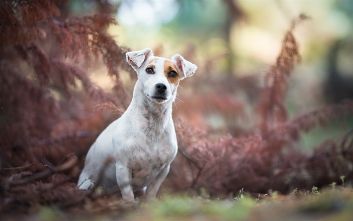 Jack Russell Terrier, bokeh, animais de estima&#231;&#227;o, gramado, cachorros, animais fofos, Jack Russell Terrier C&#227;o