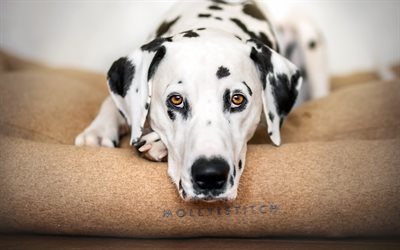 Dalmatian, white spotted dog, cute eyes, puppy, small dog, pets, dogs