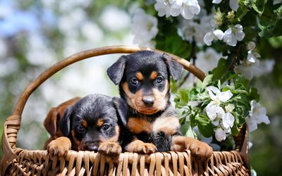 Rottweiler, puppies, basket, pets, small rottweiler, dogs, bokeh, cute animals, Rottweiler Dog