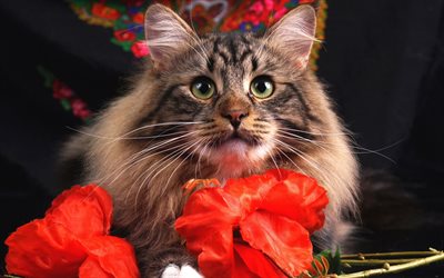 Maine Coon, fluffy cat, green eyes, red flowers, domestic cat, pets, cute animals, cats