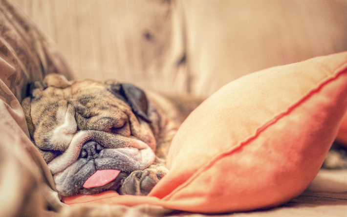 Download wallpapers English bulldog, sleeping puppy, funny dogs, cute