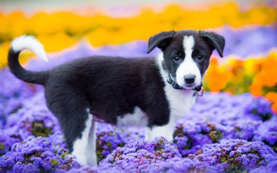 Border Collie Hund, valp, s&#246;ta djur, blommor, svart border collie, hundar, husdjur, Border Collie