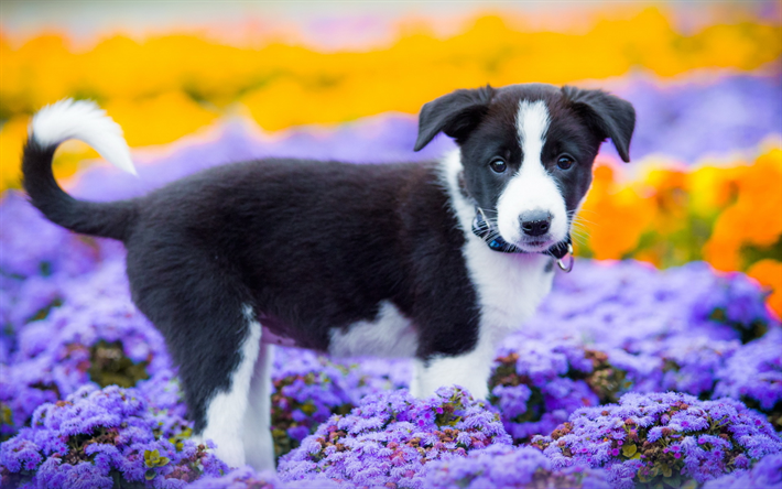 الحدود الكولي كلب, جرو, الحيوانات لطيف, الزهور, الأسود بوردر, الكلاب, الحيوانات الأليفة, بوردر