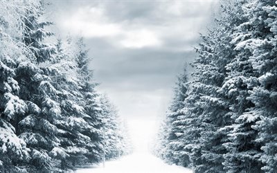 bosque, invierno, &#225;rboles, nieve, bosque de invierno