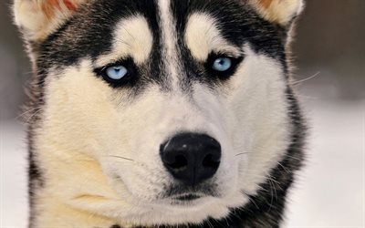 Siberian Husky, occhi azzurri, cani, muso