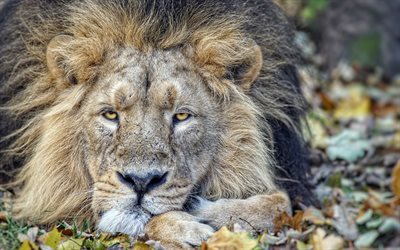 leone, fauna selvatica, foresta, re delle bestie