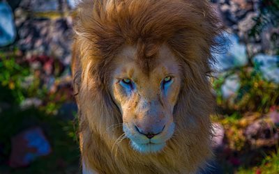 leone, 4k, wildlife, predatore, blur, vicino-up