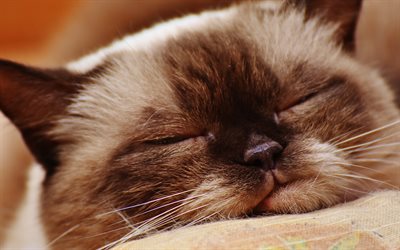 British Shorthair cat, sleep, 4k, muzzle, cute animals, cats