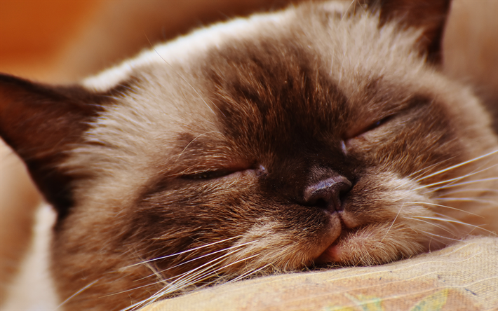 Le British Shorthair, le sommeil, le 4k, museau, des animaux mignons, des chats