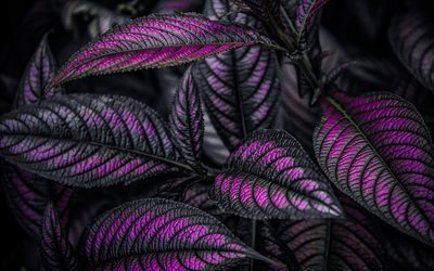 folhas de violeta, planta, close-up, deixa