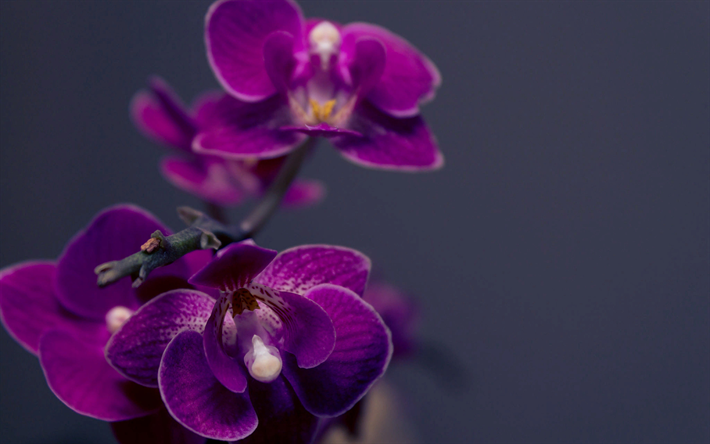 purple orchid, branch, orchids, phalaenopsis