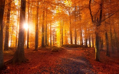 autunno, foresta, alberi, foglie gialle, tramonto