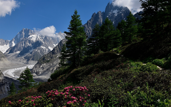paisaje de monta&#241;as, bosques, glaciares, las flores de las monta&#241;as, el verde de la hierba, nieve