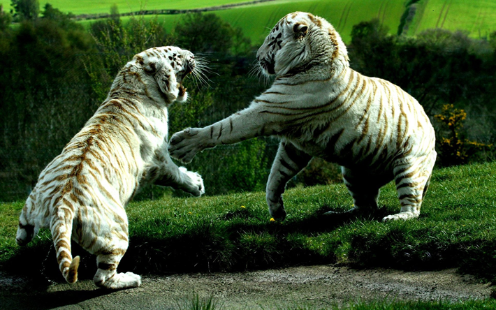 valkoiset tiikerit, saalistajat, fight tigers, wildlife, tiikerit